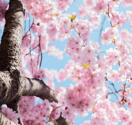 You’ve Got This! 4 Easy-Breezy Spring Cleaning Tips for Busy Families